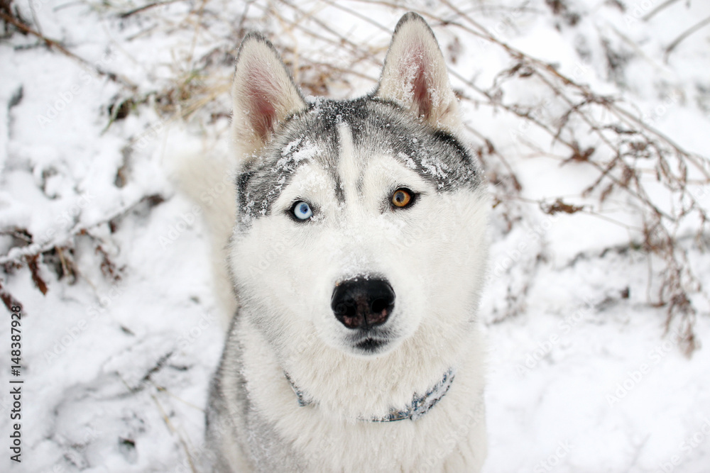 Siberian Husky dog. Beautiful eyes.