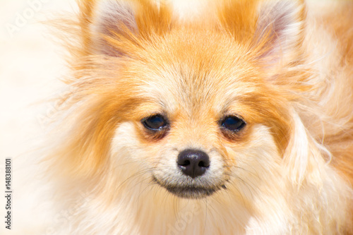 puppy pomeranian dog cute pets in home, © alexytrener
