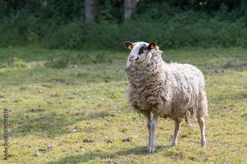 Bentheimer Landschaf
