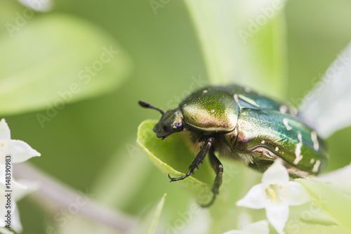 Beetle on a branch of a flowering tree in spring.