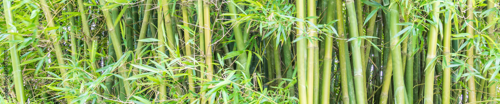 Fototapeta Zielone tło z bambusa.