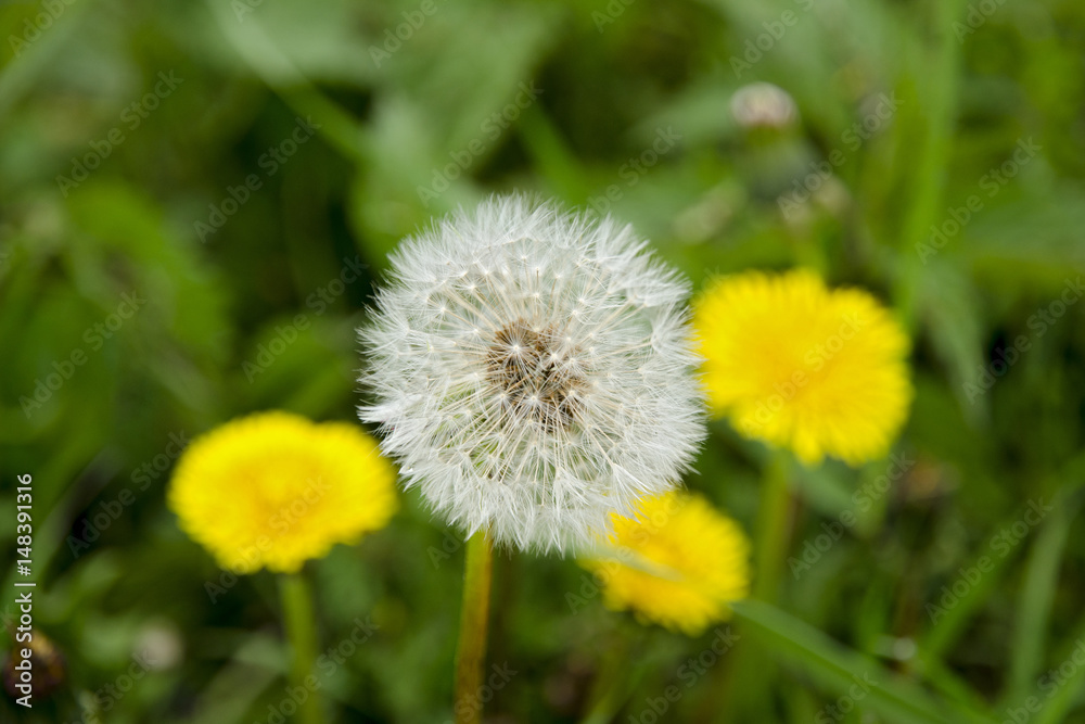 A close-up view of a blooming dandelion and a fluff in the background with blurred yellow dandelions and green grass A close-up view of a blooming dandelion and a fluff in the background with blurred yellow dandelions and green grass