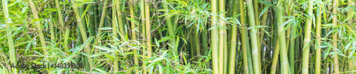 Fundo verde com bambu.