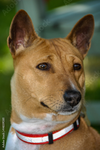 Basenji