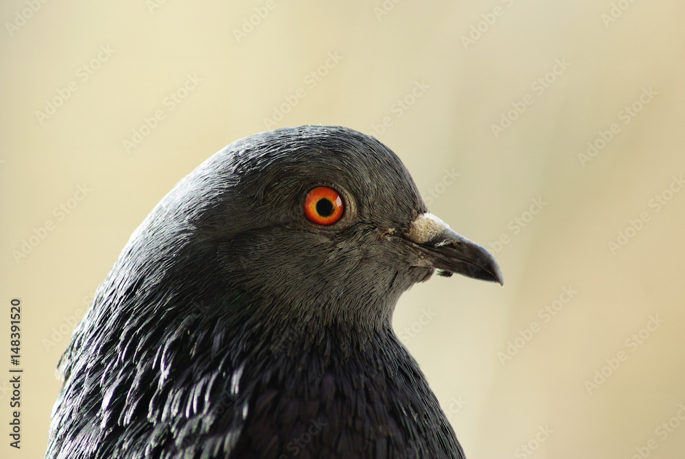 Head of a pigeon in profile close-up. Selective focus. Head of a pigeon in profile close-up. Selective focus.