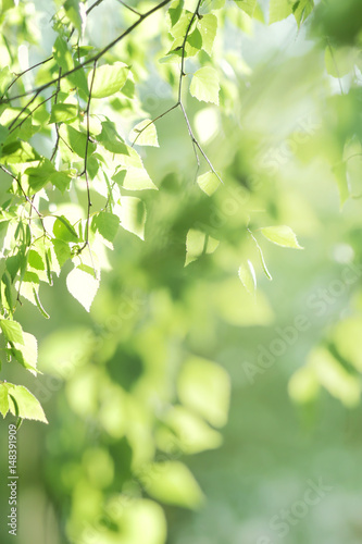  First Birch Leaves and Bokeh. Leaves outdoors. Leaves Macro, Shallow Depth of Field. © Anna Bolsch