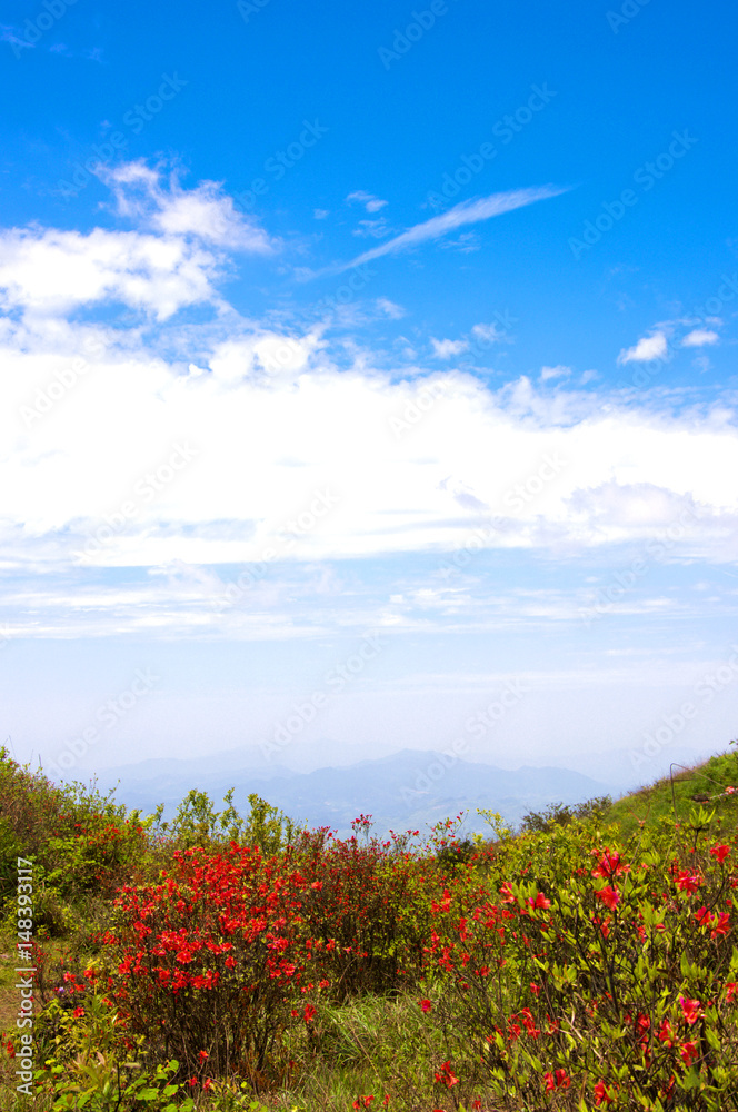 Blossoming azalea flowers with blue sky background Blossoming azalea flowers with blue sky background