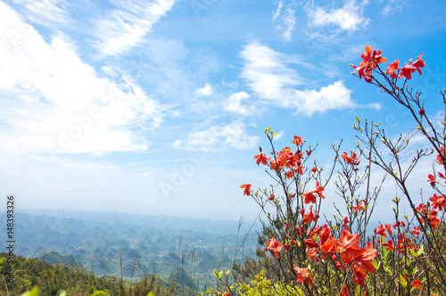 Blossoming azalea flowers with blue sky background 