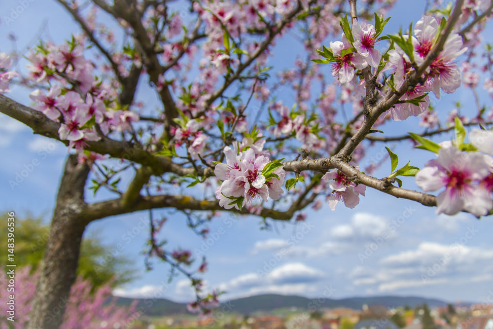 Rosa Mandelblüte in der Pfalz an der Deutschen Weinstraße Rosa Mandelblüte in der Pfalz an der Deutschen Weinstraße