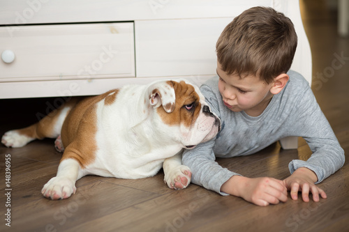 Cute boy plays on the floor on a carpet with puppies of English bulldog
