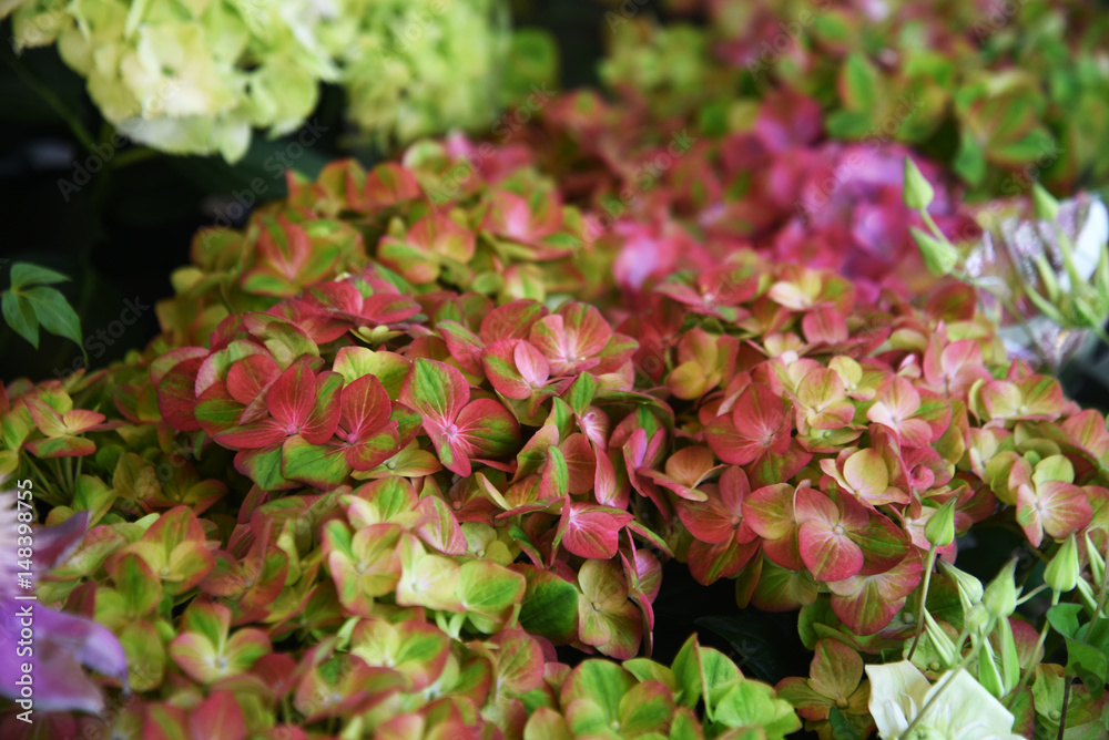 ピンクと緑の紫陽花 Stock Photo Adobe Stock