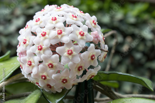 Detail of flowers of wax plant (Hoya carnosa) photo