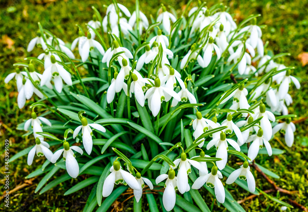 snowdrops - Galanthus snowdrops - Galanthus