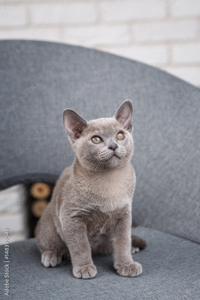 grey kitten Burmese sitting on a gray fabric chair in the interior against the white brick walls