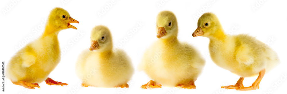 goslings goslings