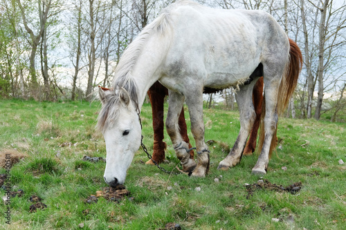 Two horses white and chestnut coloured one are put out to grass