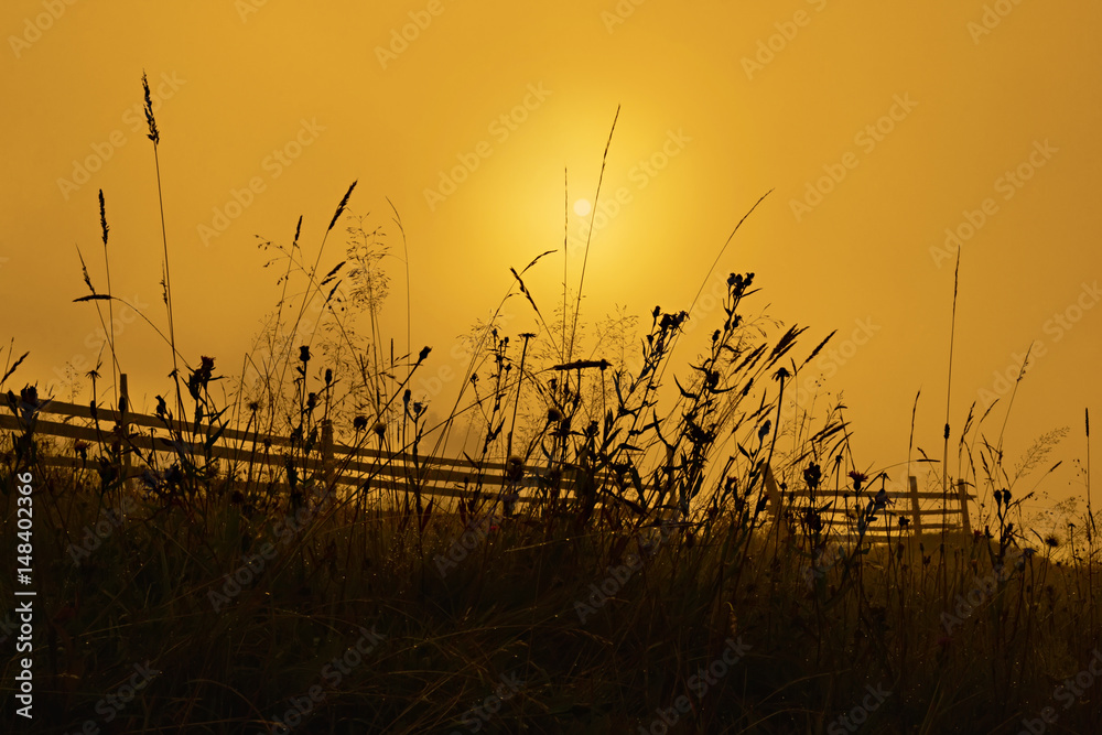 Fototapeta premium Grass and fence in the sun shining trough morning mist