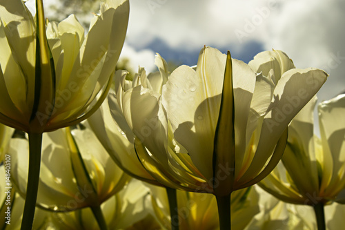 White and yellow tulips against the sun shot with low depth of field #148403107