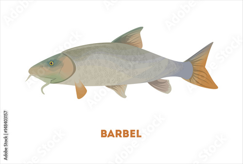 Isolated barbel fish on white background. Fresh food.