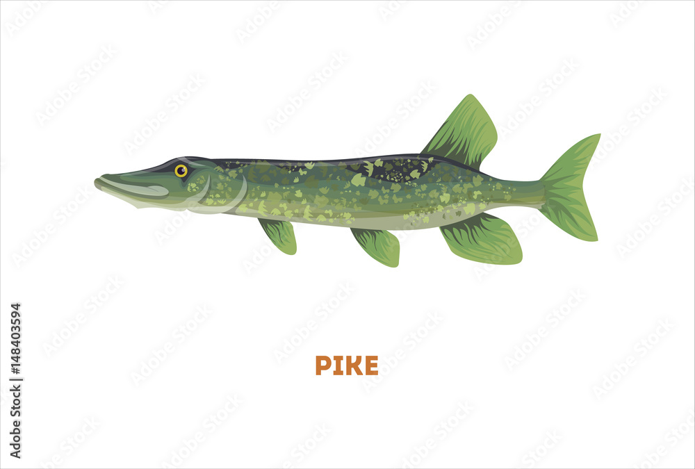 Isolated pike fish on white background. Fresh food. Isolated pike fish on white background. Fresh food.