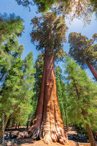 General Sherman tree in Sequoia National Park, California. © lucky-photo