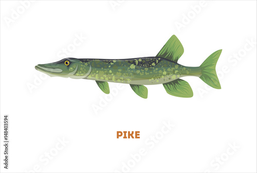Isolated pike fish on white background. Fresh food.