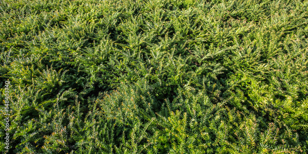 Efeu Textur Efeu Textur