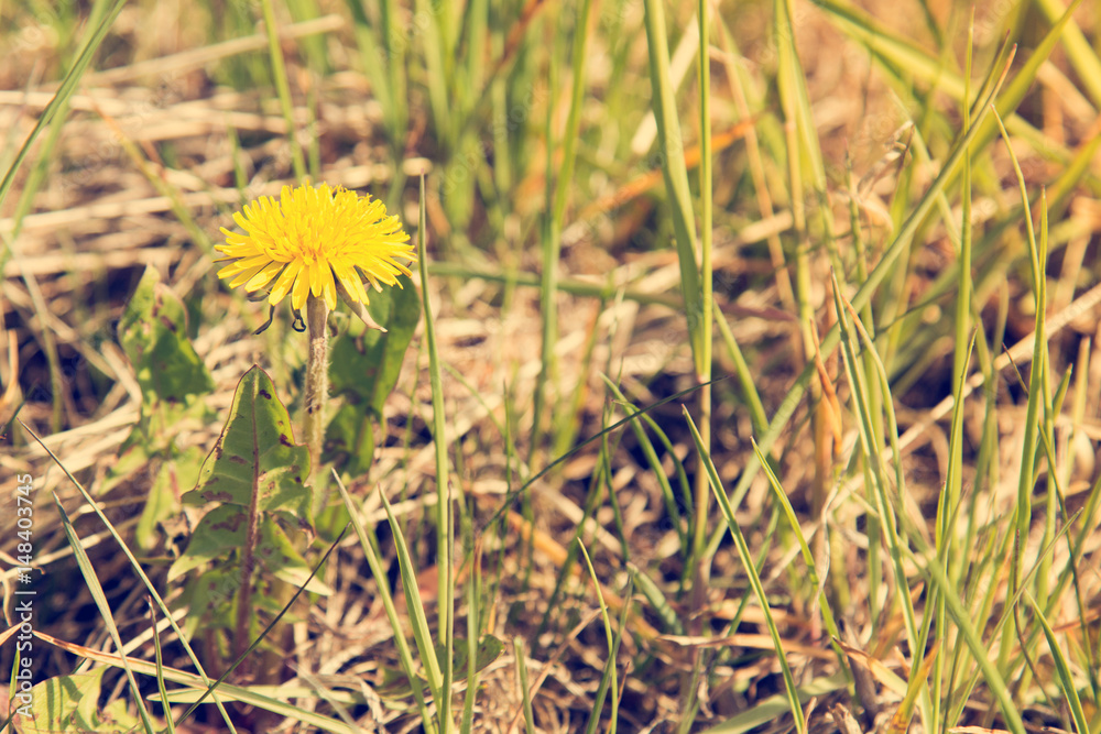Lonely sow thistle Lonely sow thistle