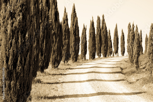 cypress trees photo