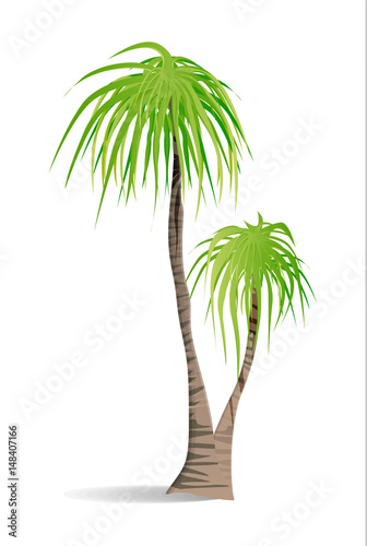 Isolated green palm on white background