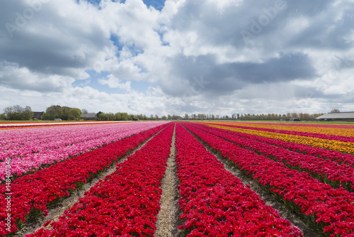 Landscape with tulips, traditional dutch windmills and houses near the canal in Zaanse Schans, Netherlands, Europe