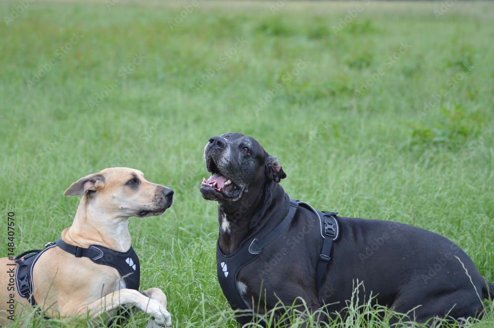 Deutsche Doggen im Gras Deutsche Doggen im Gras