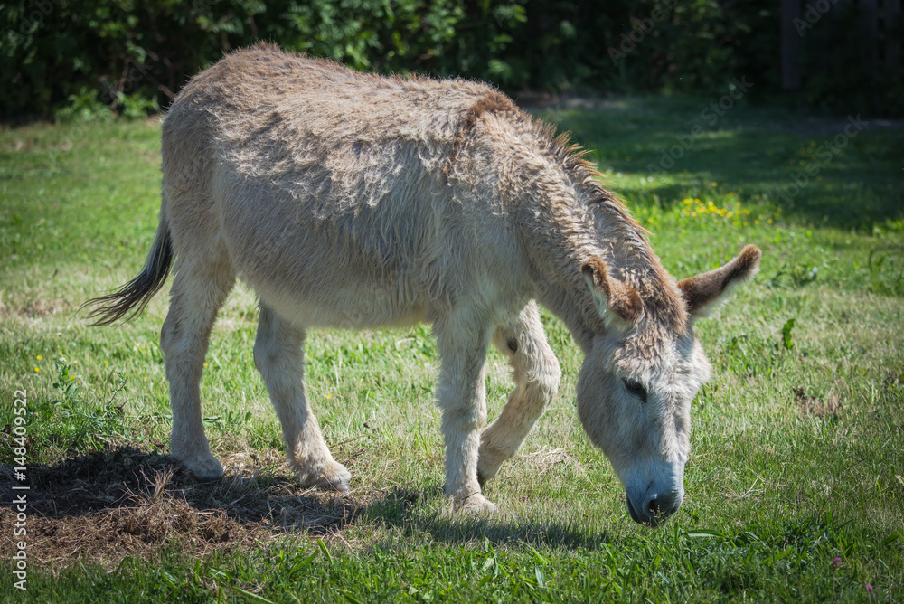 Donkey in a field 