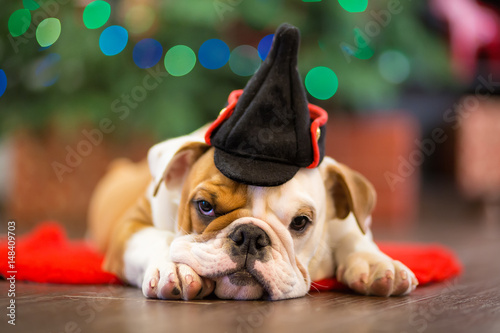 Cute puppy english bulldog with deer head cornuted on red carpet close to Christmas tree with xmas toys. photo