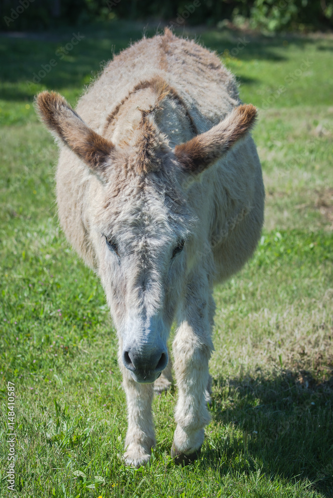 Fototapeta premium Donkey in a field 