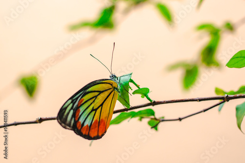 Lime butterfly ( Papillio Demaleus) on tree. photo