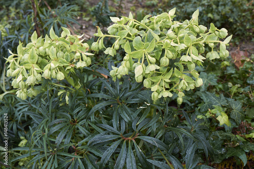 Helleborus foetidus photo