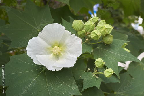 Hibiscus mutabilis