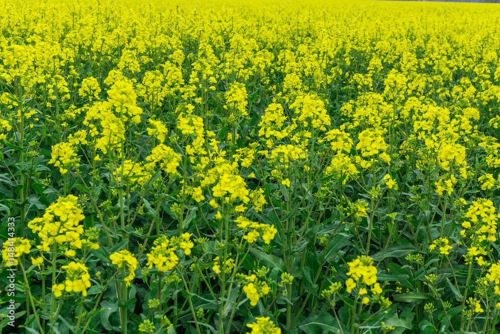 Rape field in full bloom at sunshine Rape field in full bloom at sunshine