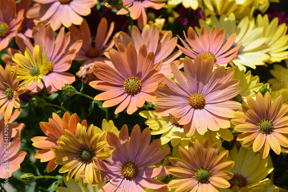 Beautiful flower