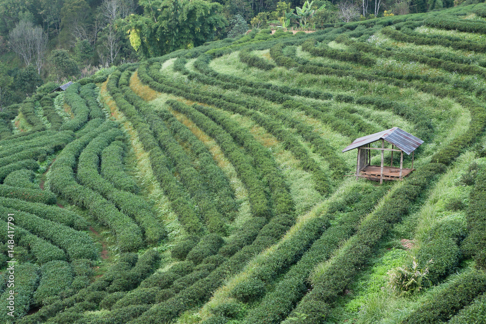 green tea plantation in doi ang khang ,Thailand.