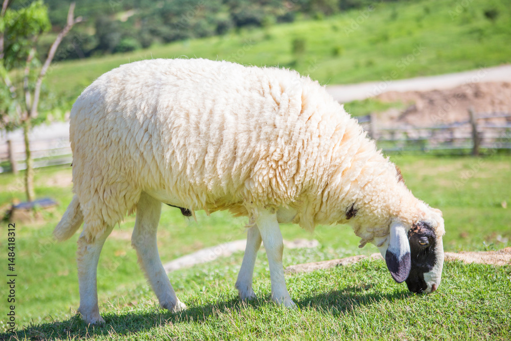Obraz premium Sheep