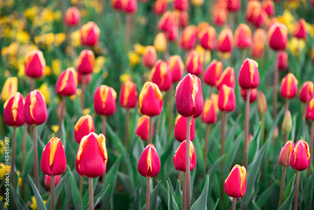 A field of red tulips and yellow daffodils