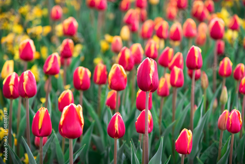 A field of red tulips and yellow daffodils