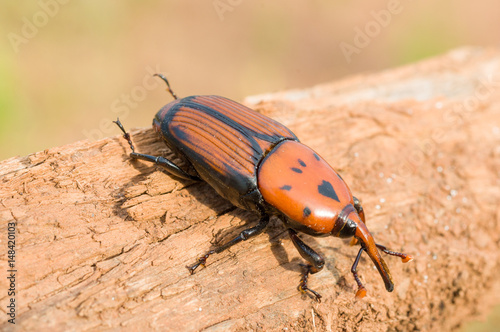 Punteruolo Rosso ( Rhynchophorus ferrugineus ) photo
