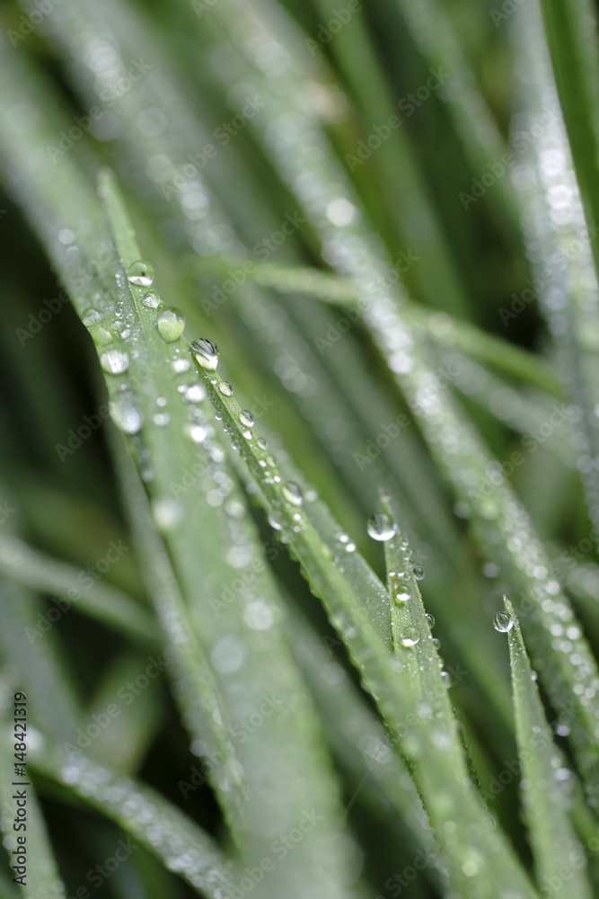 Dew on moist grass Dew on moist grass