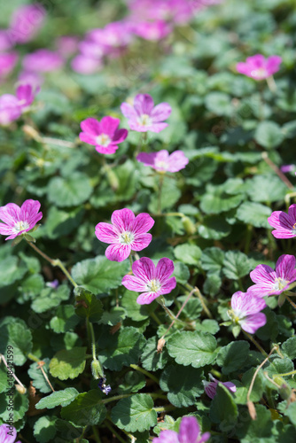 エロディウム・バリアビレ