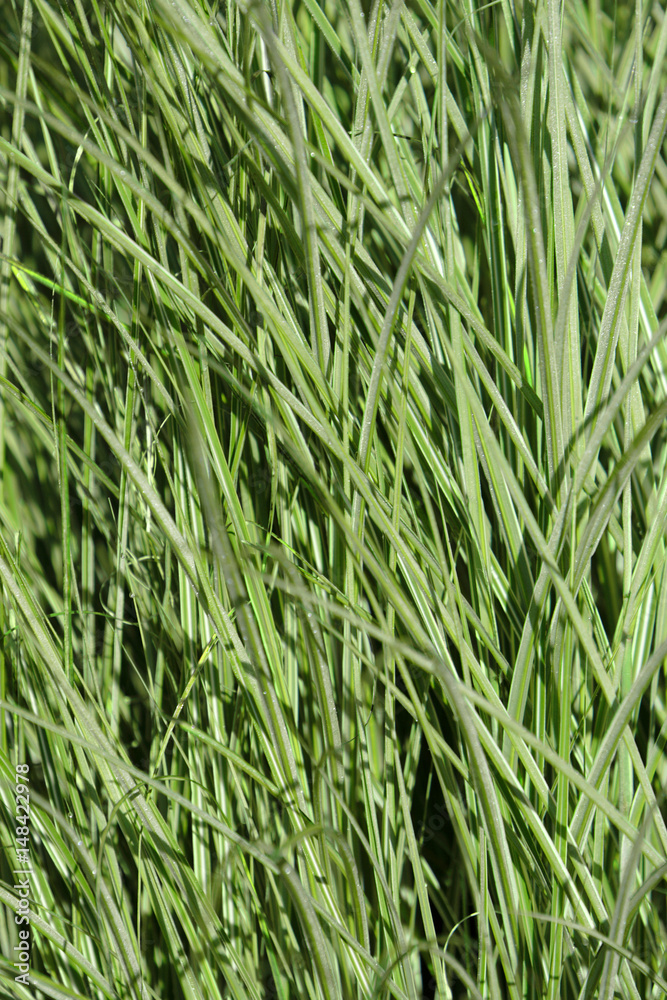 Closeup of grass