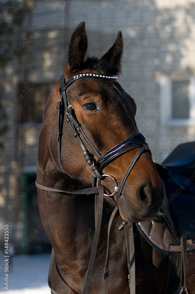 Obraz premium Bay horse in ammunition