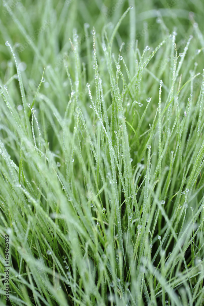 Dew on moist grass